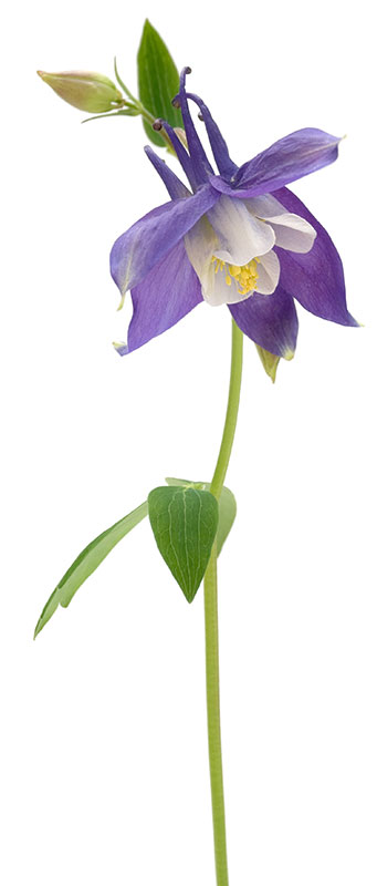 flower_hynose